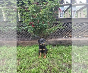 Rottweiler Puppy for sale in JOPLIN, MO, USA