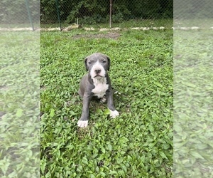 American Staffordshire Terrier Puppy for sale in CHARLESTON, IL, USA