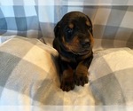 Small Photo #8 Doberman Pinscher Puppy For Sale in PLYMOUTH, MA, USA