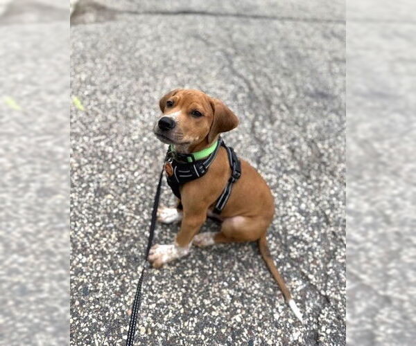 Medium Photo #2 Beagle-Unknown Mix Puppy For Sale in St. Louis Park, MN, USA