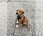 Small #1 Beagle Mix