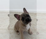 Small Photo #1 French Bulldog Puppy For Sale in BERRIEN SPRINGS, MI, USA