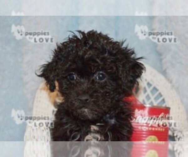 Medium Photo #6 Poochon-Poodle (Toy) Mix Puppy For Sale in SANGER, TX, USA