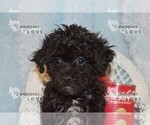 Small #5 Poochon-Poodle (Toy) Mix