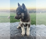 Small Photo #6 Siberian Husky Puppy For Sale in DEARBORN, MO, USA