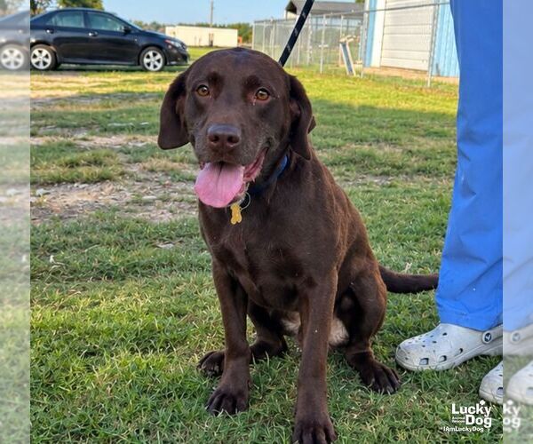 Medium Photo #3 Labrador Retriever-Unknown Mix Puppy For Sale in Washington, DC, USA