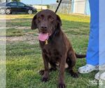 Small Photo #3 Labrador Retriever-Unknown Mix Puppy For Sale in Washington, DC, USA