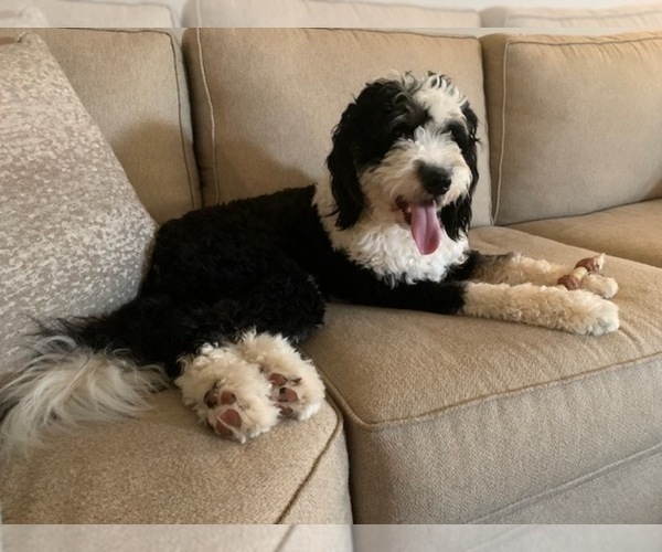 Medium Photo #1 Bernedoodle Puppy For Sale in CONROE, TX, USA