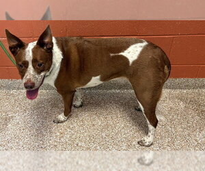 Mutt Dogs for adoption in Pueblo, CO, USA