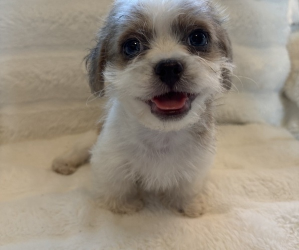 Medium Photo #5 Maltipoo (Miniature)-Shih Tzu Mix Puppy For Sale in EL CENTRO, CA, USA