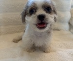 Small #4 Maltipoo (Miniature)-Shih Tzu Mix