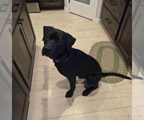 Medium Photo #34 American Pit Bull Terrier-Unknown Mix Puppy For Sale in Fargo, ND, USA