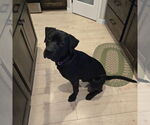 Small #33 American Pit Bull Terrier Mix