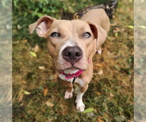 Mutt Dogs for adoption in Minneapolis, MN, USA