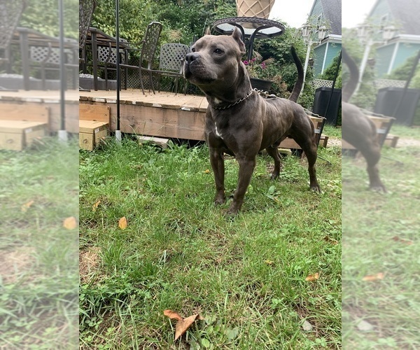 Medium Photo #1 American Pit Bull Terrier Puppy For Sale in ORANGE, NJ, USA