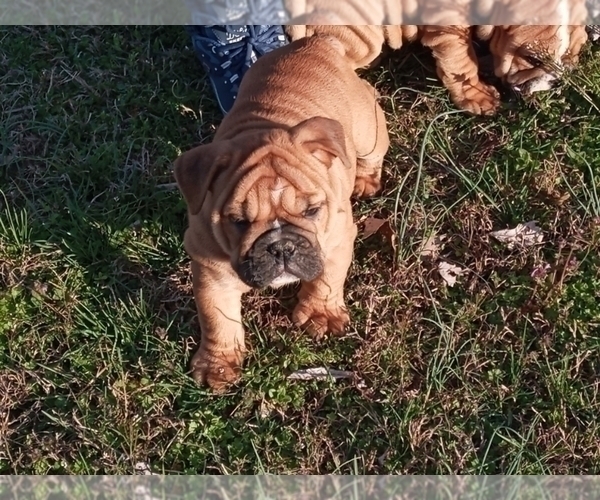 Medium Photo #3 Victorian Bulldogge Puppy For Sale in GREEN FOREST, AR, USA
