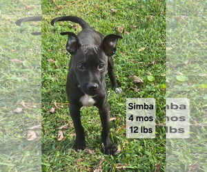 Pug-Unknown Mix Dogs for adoption in Virginia Beach, VA, USA