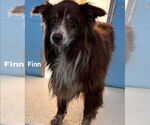 Small #1 Australian Shepherd