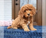 Small #3 Cavapoo (Miniature)