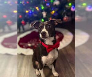 Chipin Dogs for adoption in Fremont, CA, USA