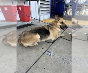 German Shepherd Dog Dogs for adoption in Bakersfield, CA, USA