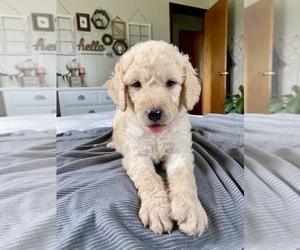 Goldendoodle Puppy for sale in ROCKWOOD, TN, USA
