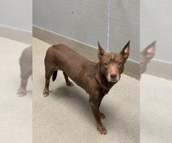 Medium Photo #1 Australian Kelpie-Unknown Mix Puppy For Sale in Las Vegas, NV, USA
