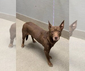 Australian Kelpie-Unknown Mix Dogs for adoption in Las Vegas, NV, USA