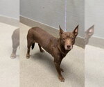 Small Australian Kelpie Mix