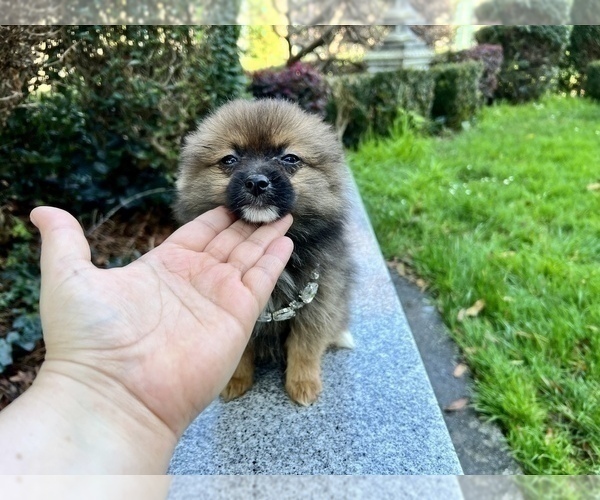 Medium Photo #63 Pomeranian Puppy For Sale in HAYWARD, CA, USA