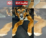 Small #1 German Shepherd Dog Mix