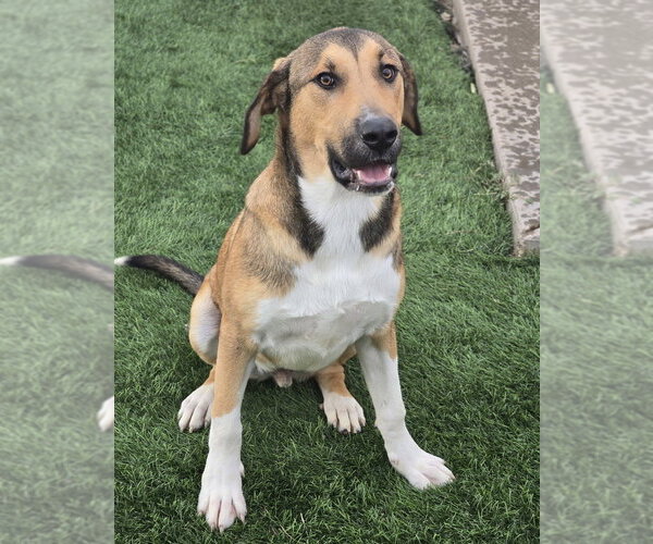 Medium Photo #13 Anatolian Shepherd-Unknown Mix Puppy For Sale in Lakewood, CO, USA