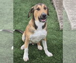 Small #12 Anatolian Shepherd Mix