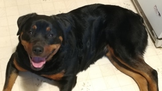 Mother of the Rottweiler puppies born on 08/23/2018