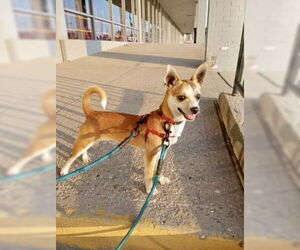 Chihuahua-Unknown Mix Dogs for adoption in Alexandria, KY, USA