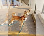 Small Chihuahua Mix