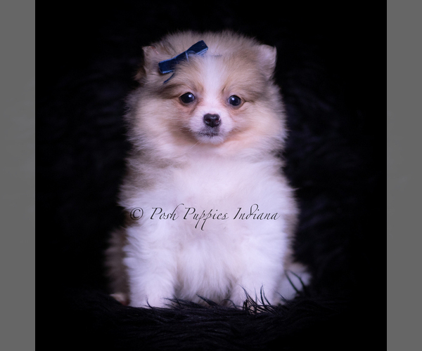 Medium Photo #26 Pomeranian Puppy For Sale in WARSAW, IN, USA