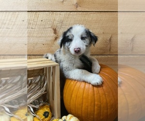 Border Collie-Miniature Australian Shepherd Mix Puppy for Sale in MYERSTOWN, Pennsylvania USA