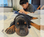 Puppy Black Male Doberman Pinscher