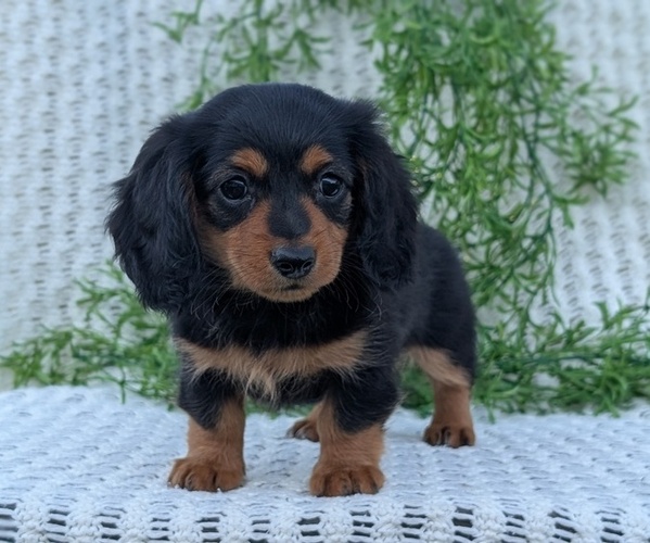 Medium Photo #3 Dachshund Puppy For Sale in GOSHEN, IN, USA