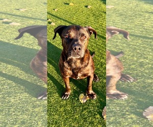 Mastiff-Unknown Mix Dogs for adoption in Dallas, TX, USA