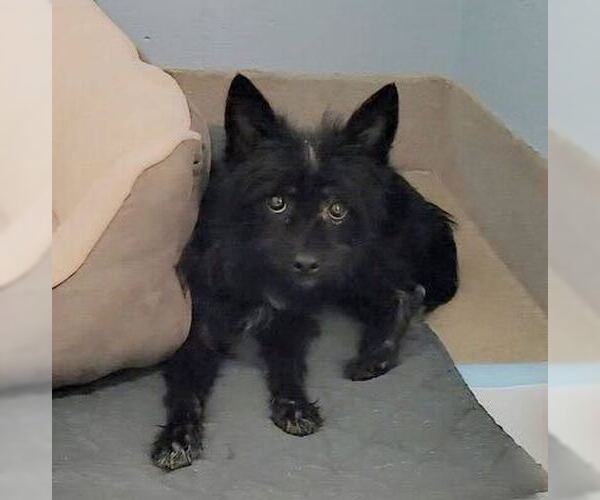 Medium Photo #1 Cairn Terrier-Unknown Mix Puppy For Sale in Silver Spring, MD, USA