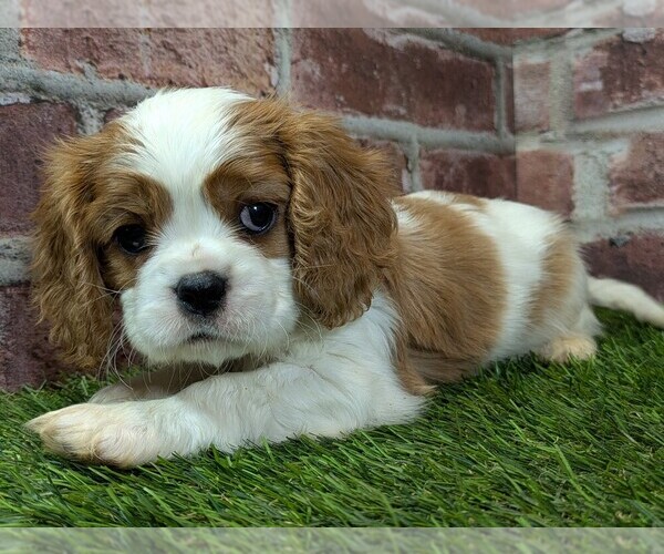 Medium Photo #1 Cavalier King Charles Spaniel Puppy For Sale in MOBERLY, MO, USA