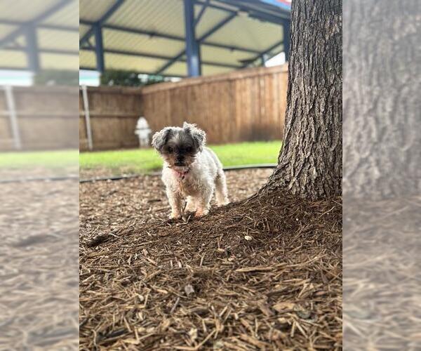 Medium Photo #1 Shih Tzu-Unknown Mix Puppy For Sale in Plano, TX, USA
