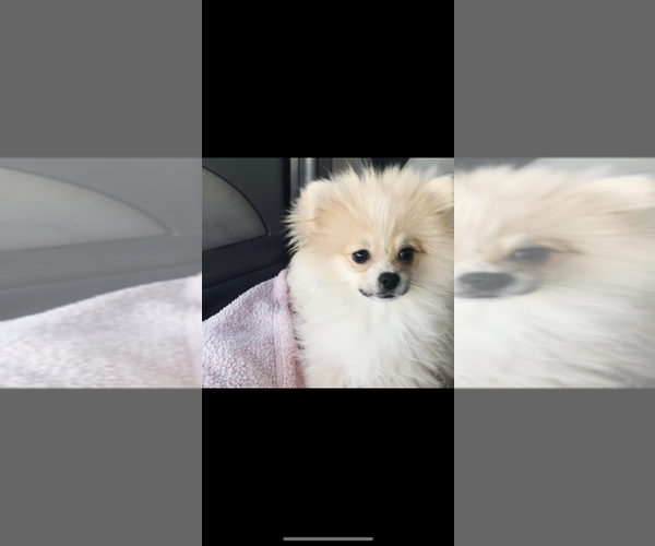 Medium Photo #1 Pomeranian Puppy For Sale in PORTLAND, OR, USA