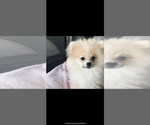 Small Photo #1 Pomeranian Puppy For Sale in PORTLAND, OR, USA