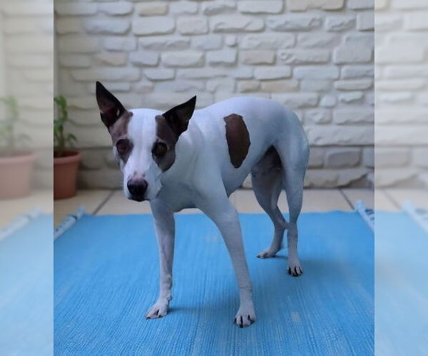 Medium Photo #1 Mutt Puppy For Sale in Pasadena, CA, USA