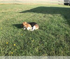 Mother of the Beagle puppies born on 02/09/2025