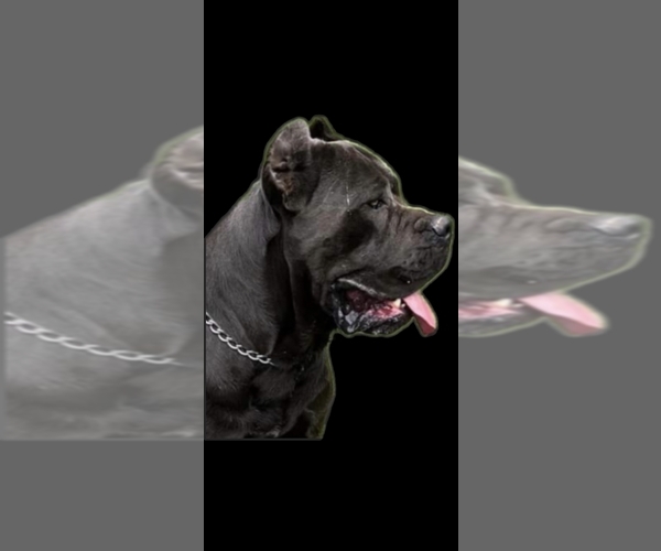 Medium Photo #1 Cane Corso Puppy For Sale in HENRY, VA, USA