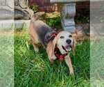 Small #8 Beagle